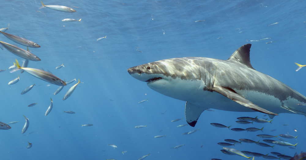 great white shark guadalupe island 