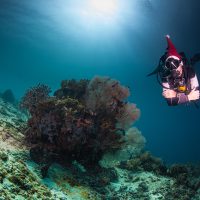 Local Diving Christmas