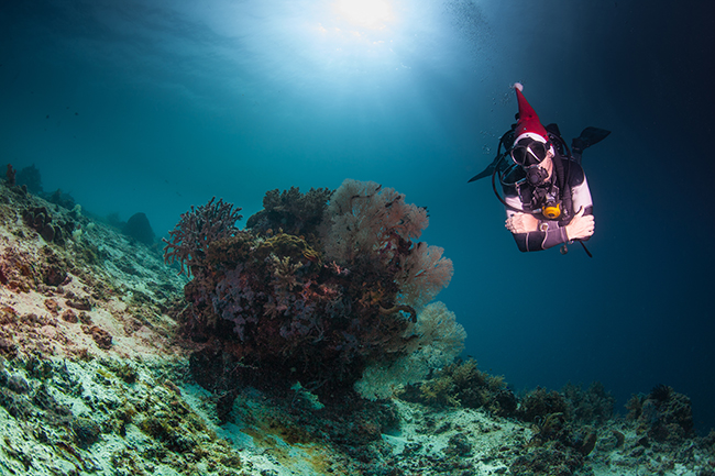 There’s No Place Like Home – Local Diving