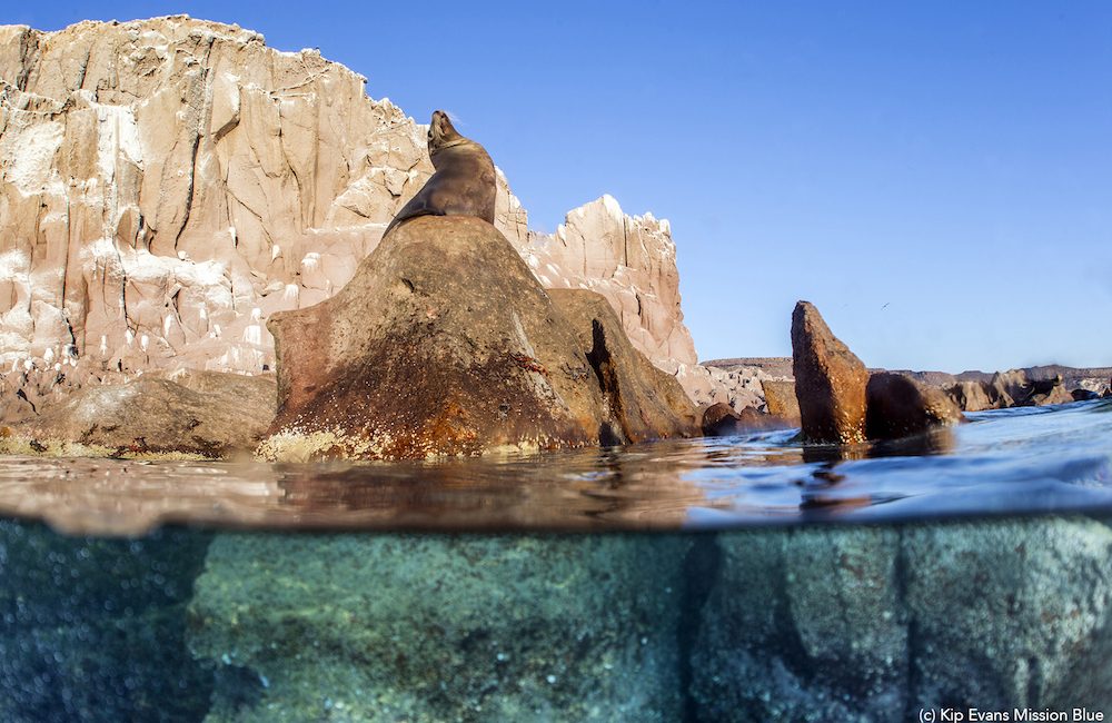 Mission Blue Hope Spot: Protecting the Gulf of California