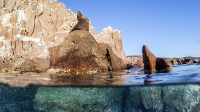 Photo: Kip Evans | Mission Blue