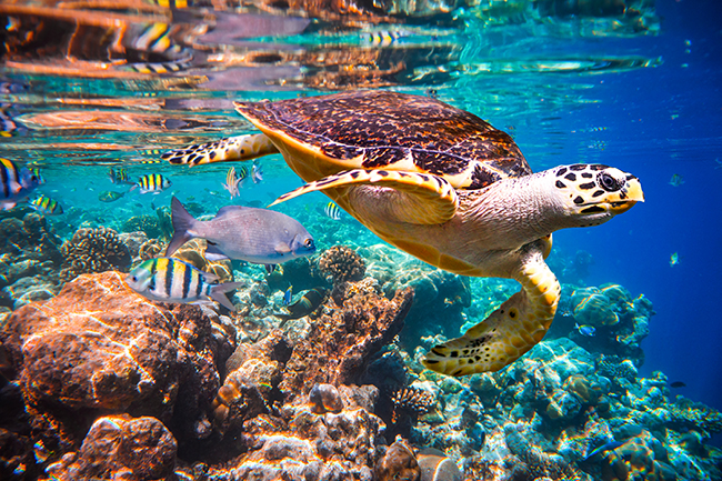 Turtle in Maldives, Female Course Director