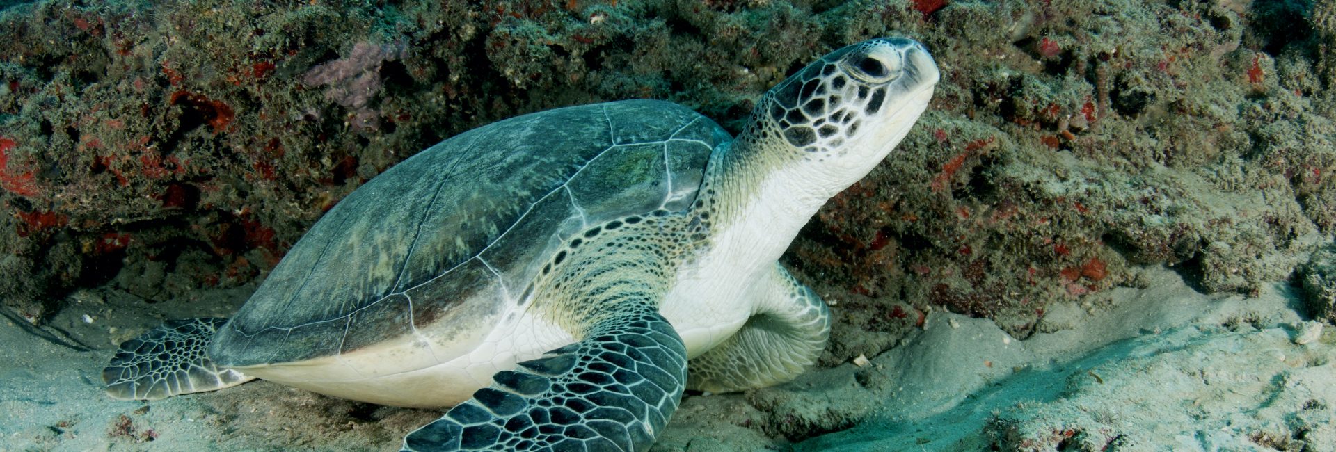 Dive in the USA – Top Sites for December Diving