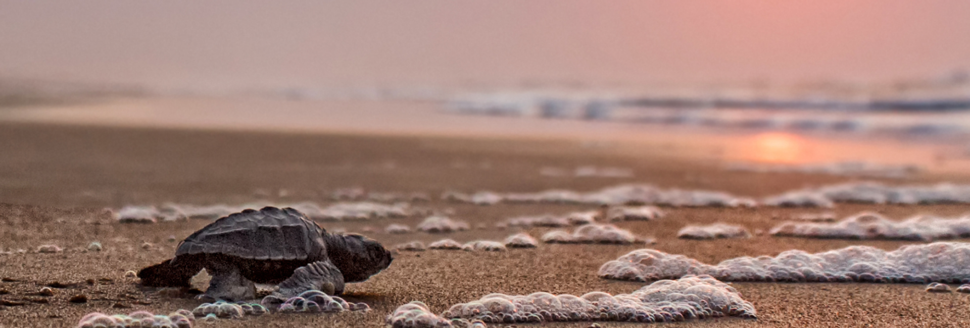 Go Diving and Swimming With Olive Ridley Sea Turtles