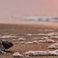 Olive Ridley Turtle - Beach - Sunset