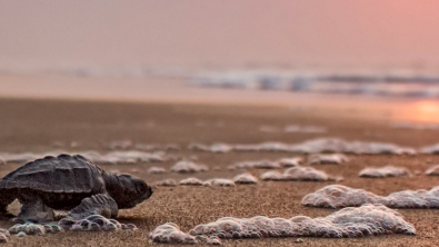 Olive Ridley Turtle - Beach - Sunset