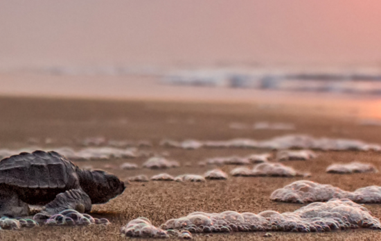 Olive Ridley Turtle - Beach - Sunset