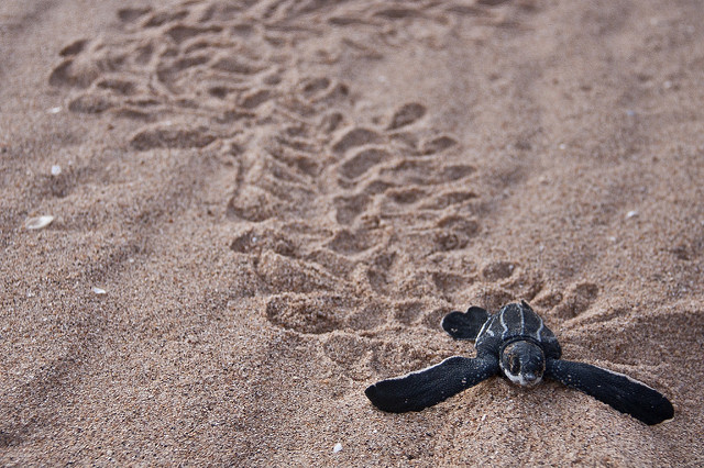 leatherback sea turtle baby entering the water where divers can go swimming with leatherback sea turtles