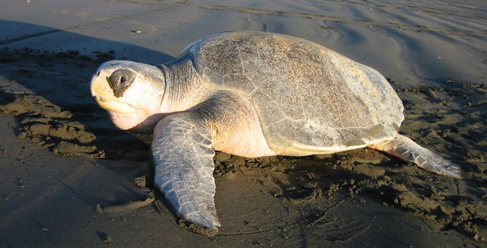 Olive Ridley Turtle