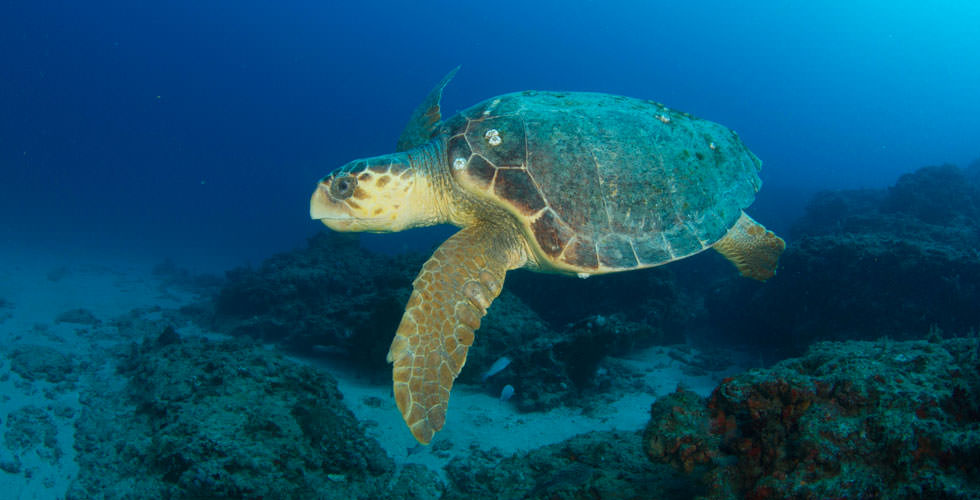 loggerhead-turtle-sea turtle-underwater-ocean