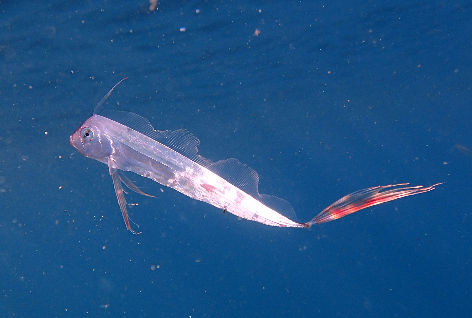 大瀬崎に深海魚 テンガイハタ が登場