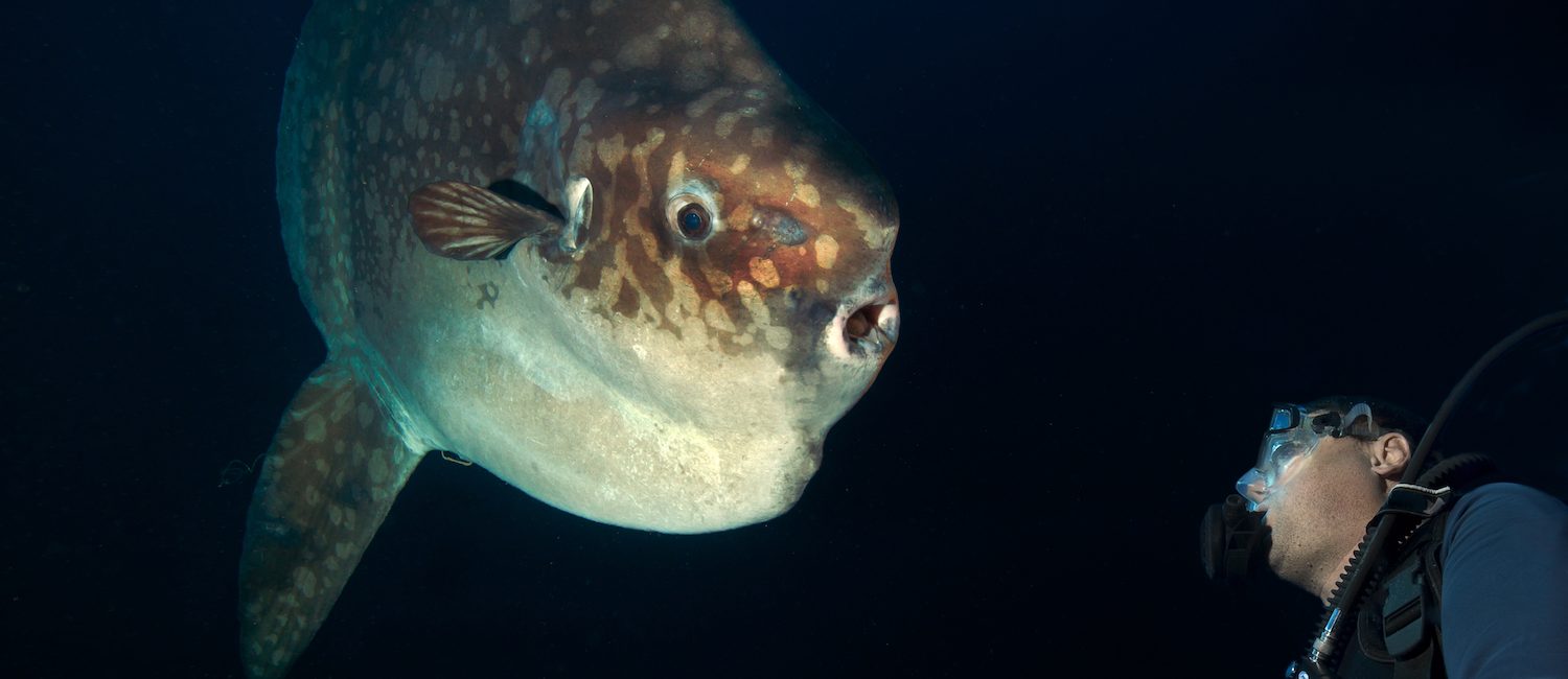 What You Didn’t Know About Mola Mola