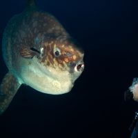 night diving with mola mola