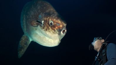 night diving with mola mola