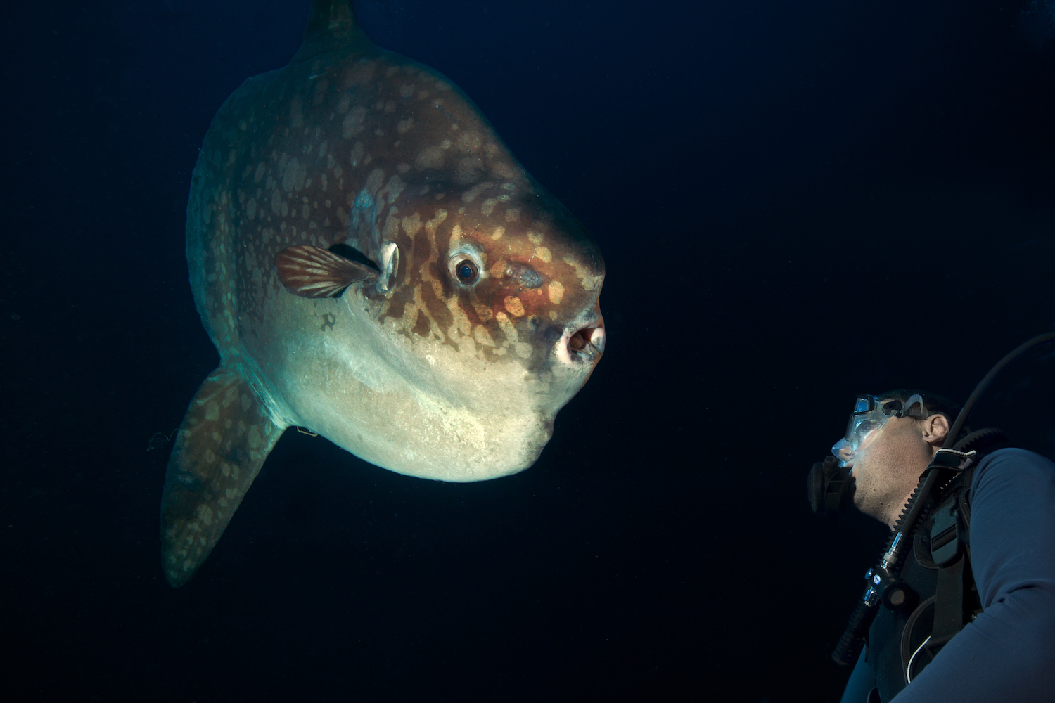 night diving with mola mola