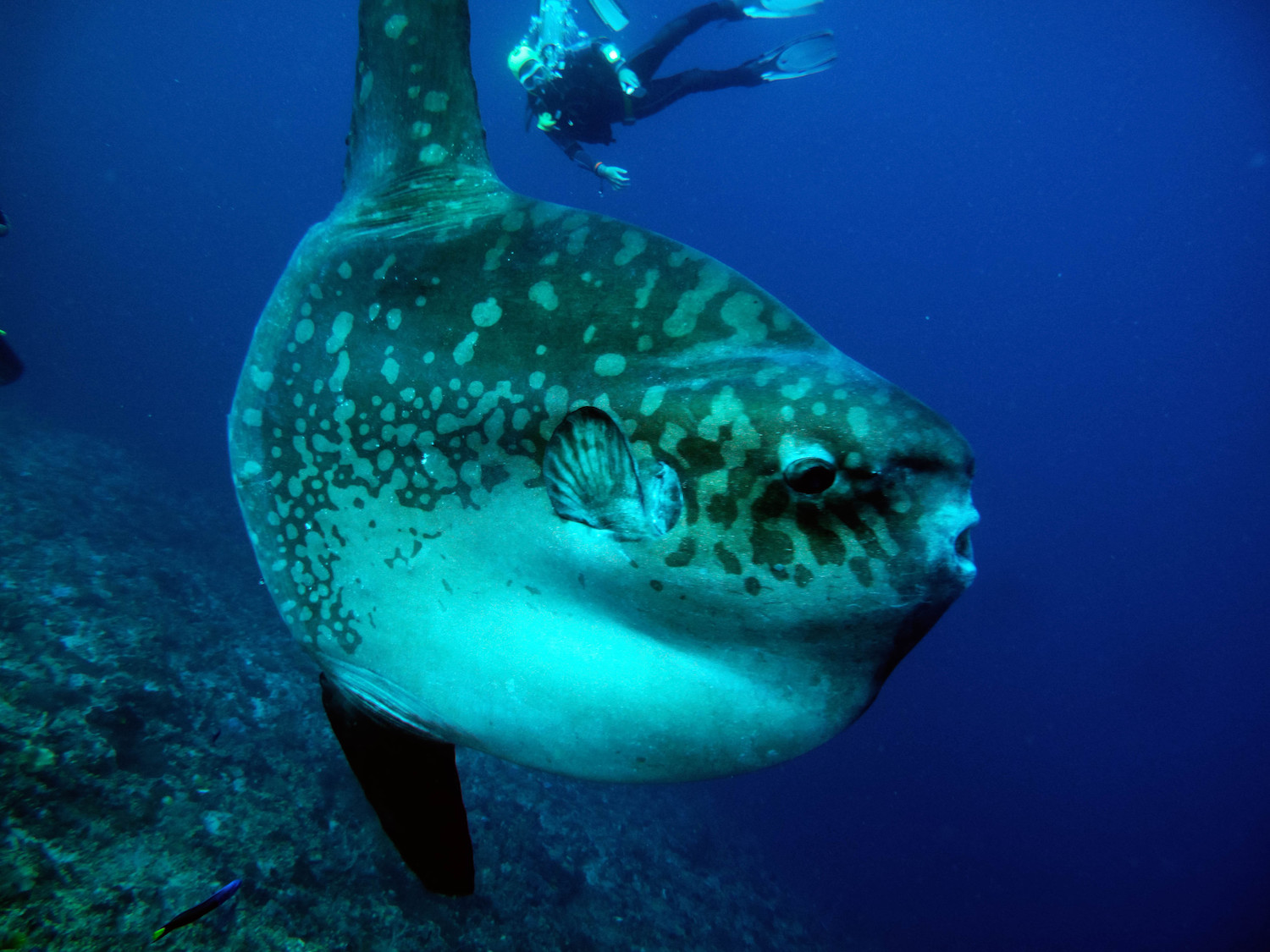 What You Didn't Know About Mola Mola