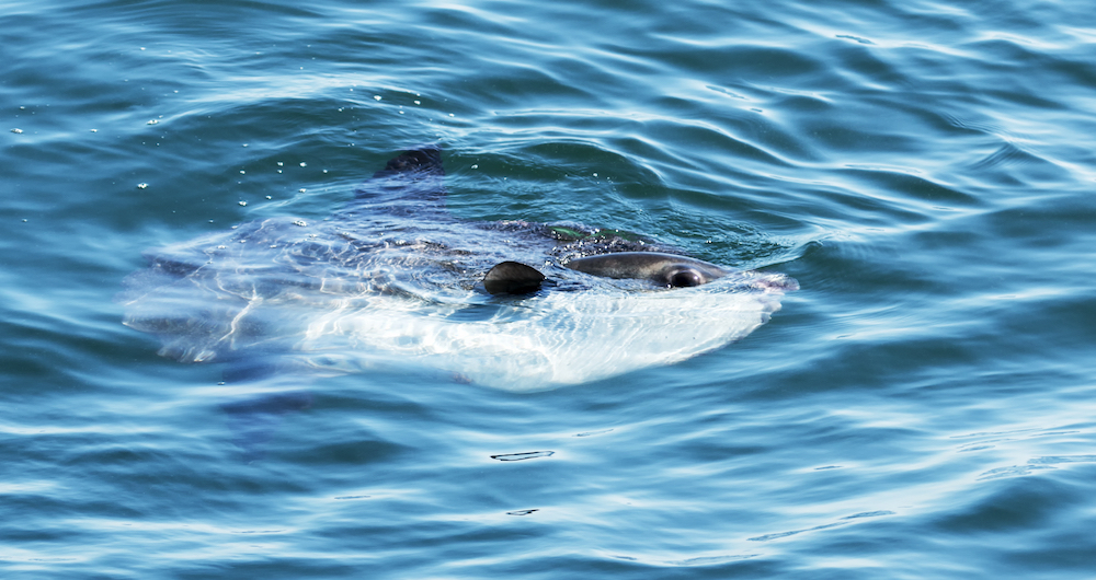 ocean sunfish