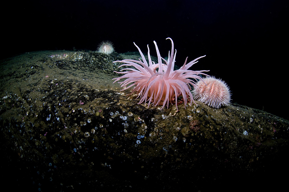 Cold Water Anemone 