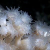 Lophelia pertusa cold water coral