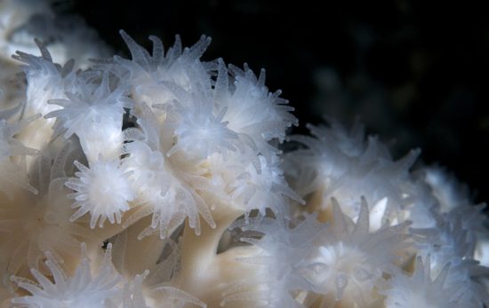 Lophelia pertusa cold water coral