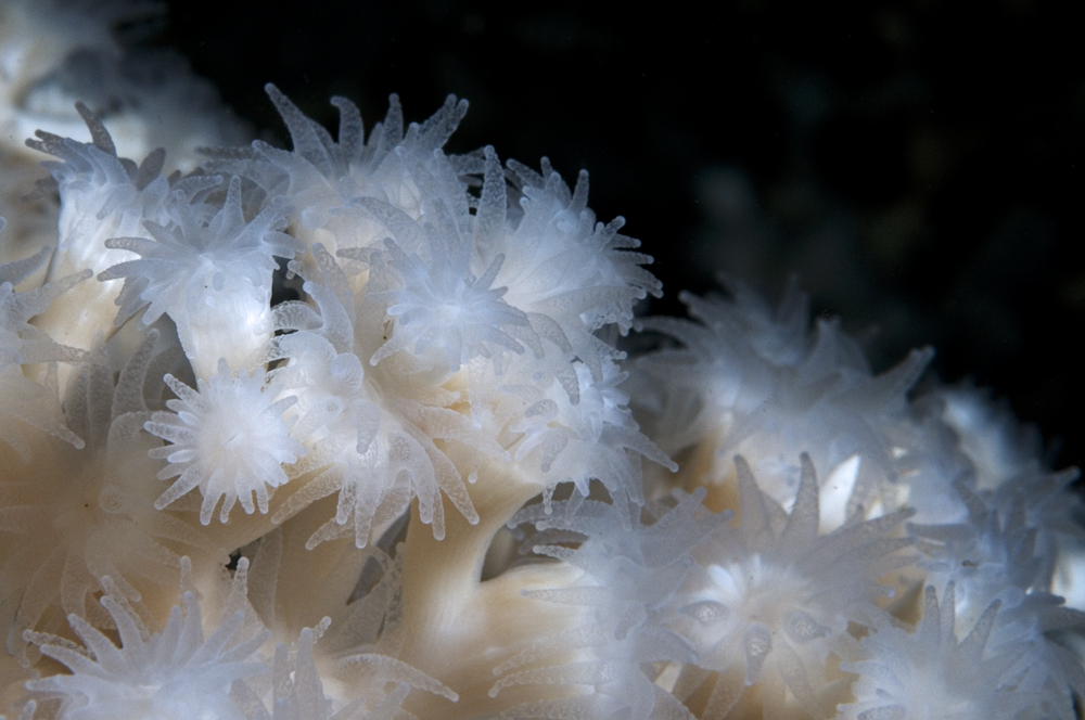 Lophelia pertusa cold water coral 