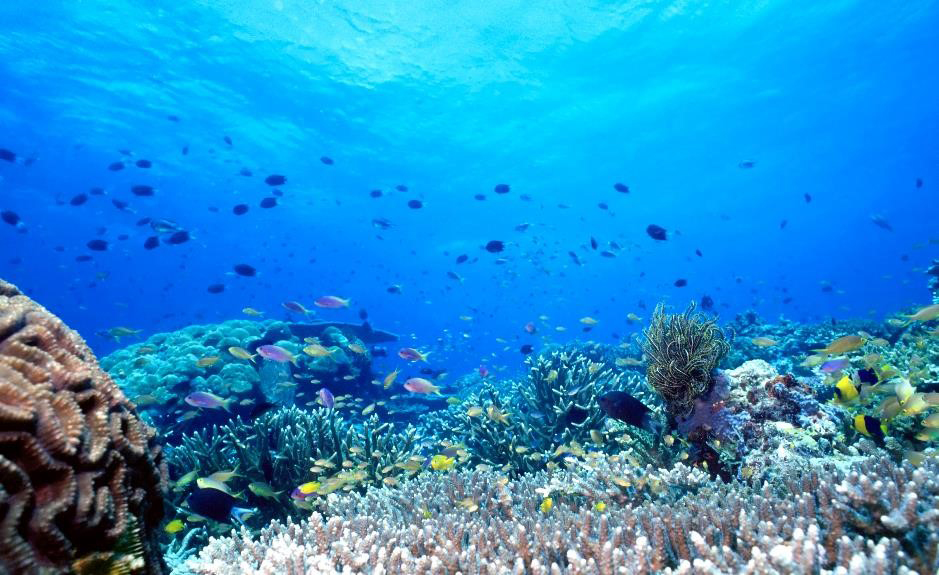 Scuba Diving for Overcoming Shyness and Self-Consciousness