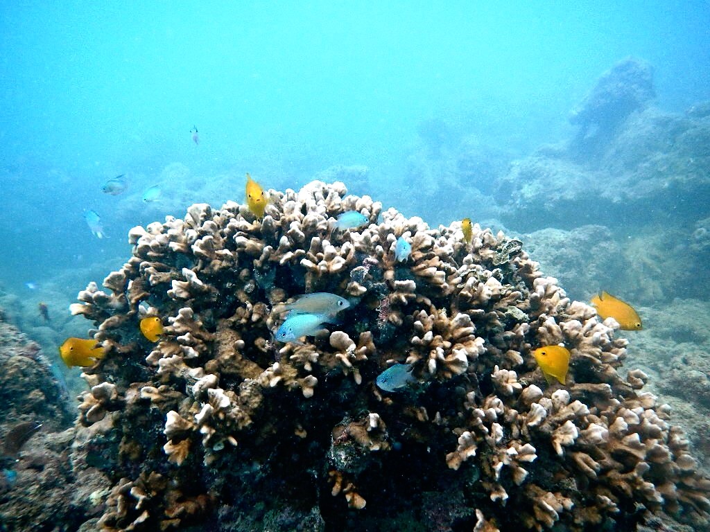 Diving in India