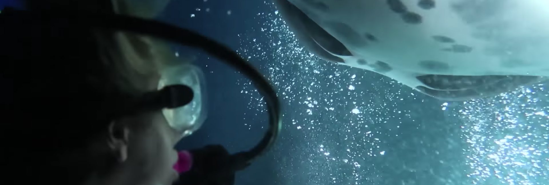 Night Diving with Manta Rays