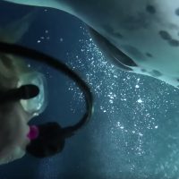 manta ray night dive