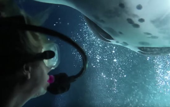 manta ray night dive