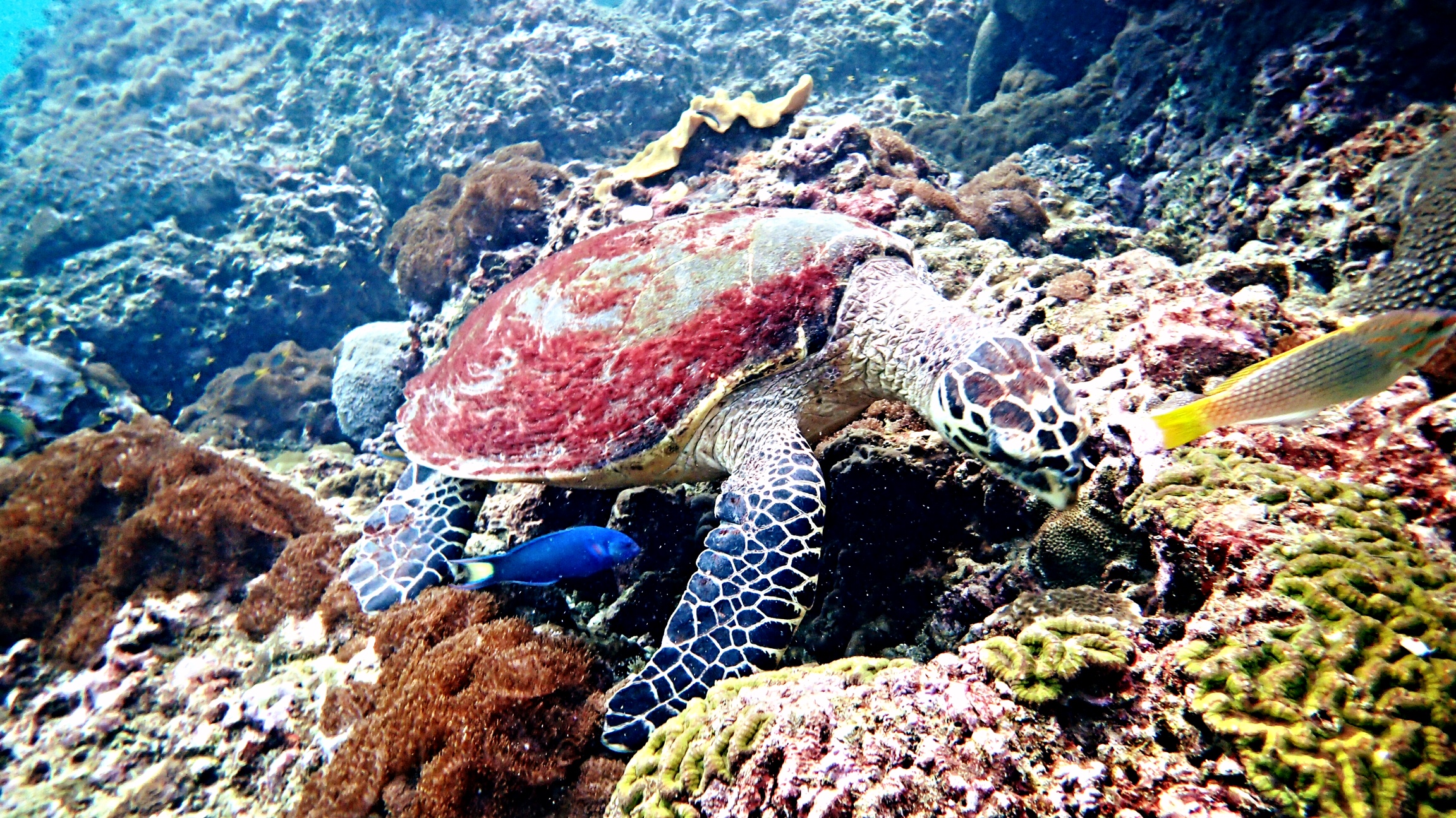 Diving - India