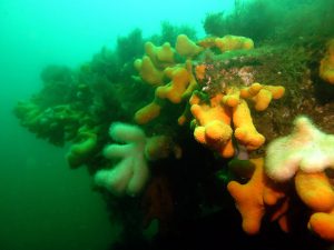 Underwater, Churchill Barriers