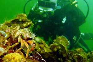 Underwater, Zeeland