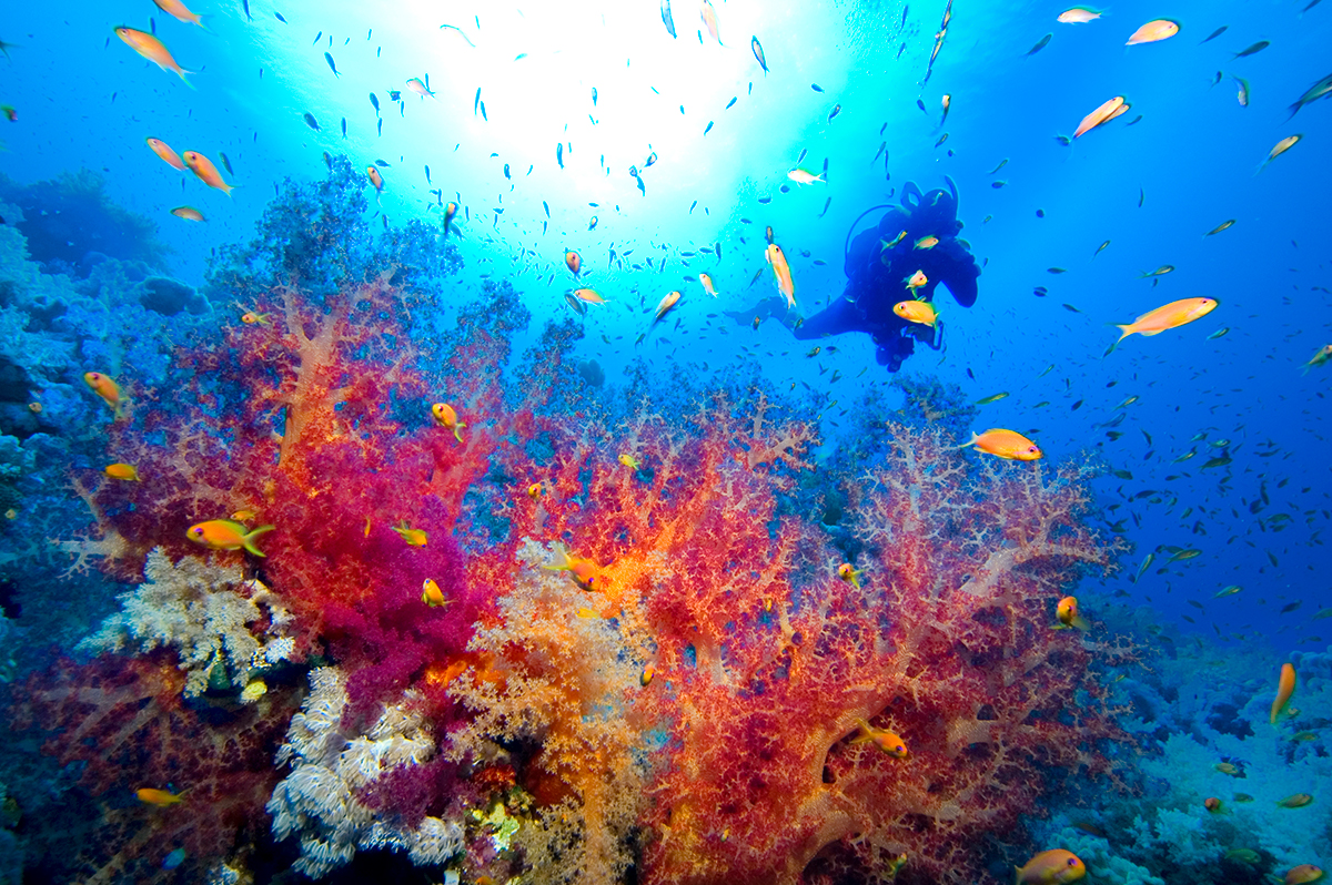 Багамские острова коралловые рифы