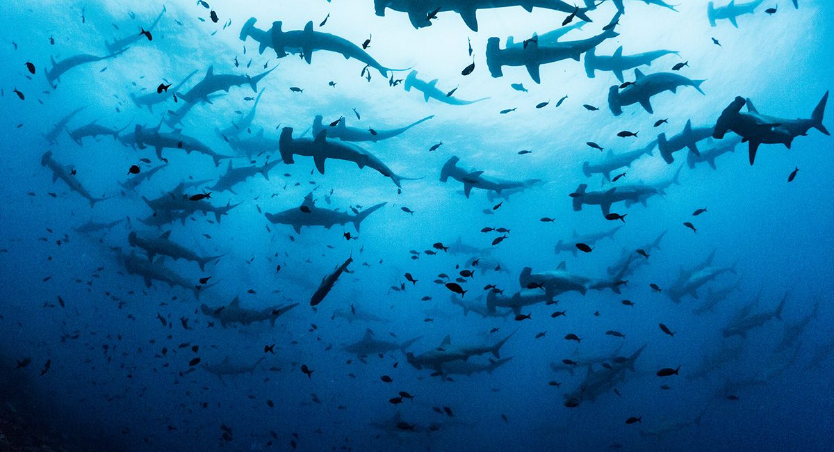 Galapagos Islands: Behind the Lens with Simon J Pierce