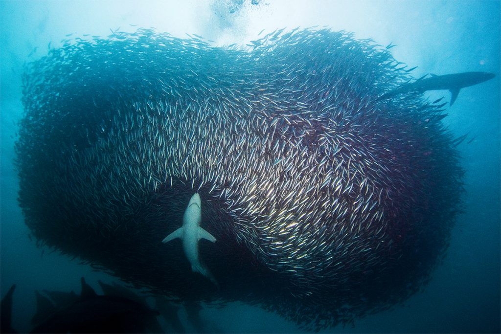 a shark swims toward a bait ball of sardines