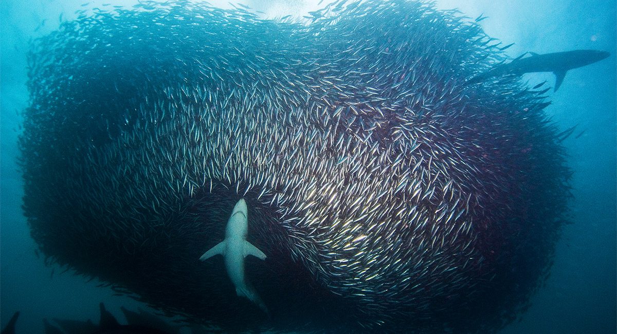 Sardines, South Africa and the Shark Warrior – The Story Behind the Shot