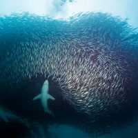 advanced open water