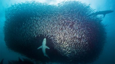 advanced open water