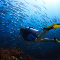 scuba diving with jackfish