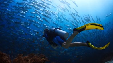 scuba diving with jackfish