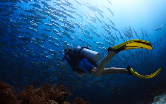 scuba diving with jackfish