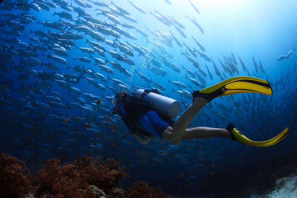 scuba diving with jackfish