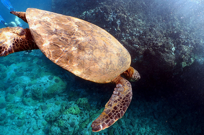 Ancient Volcano diving adventures Mexico