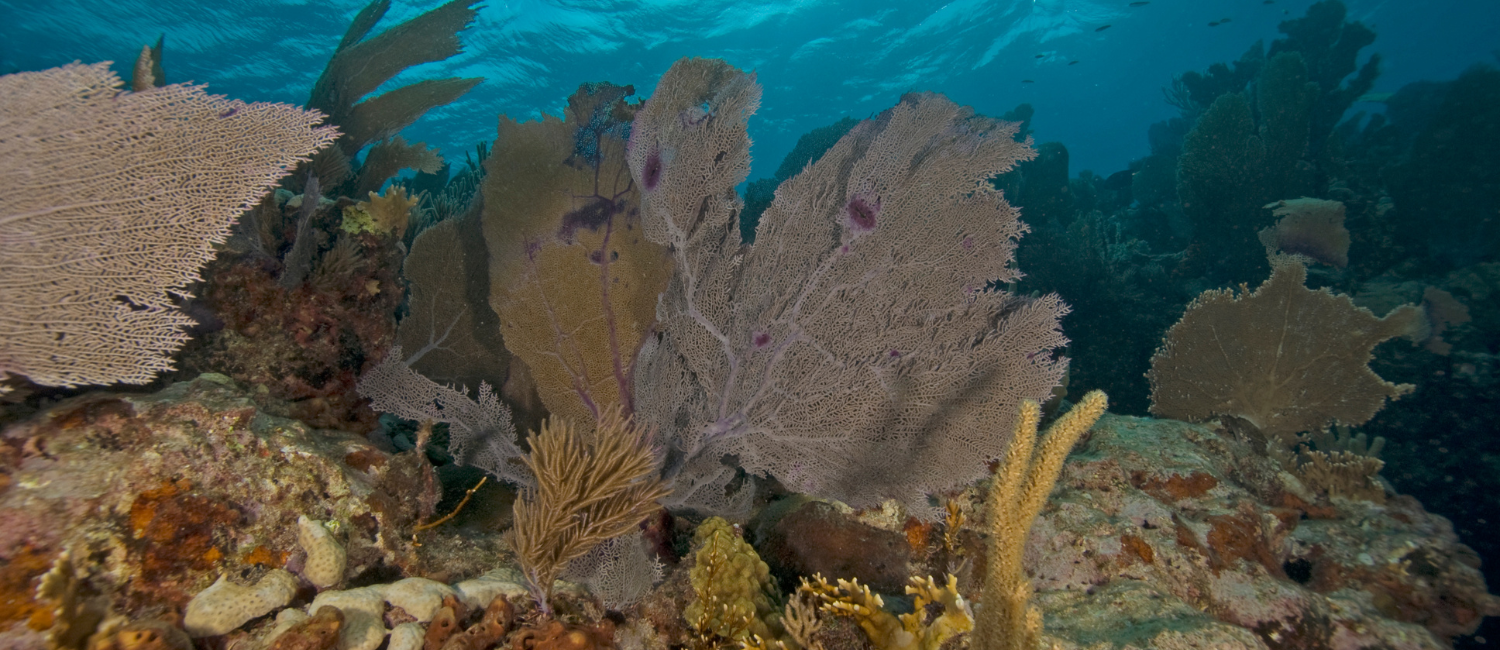 The Top Dive Sites in the Florida Keys