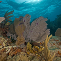 Underwater image of a coral reef.