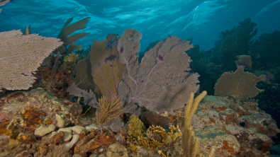 Underwater image of a coral reef.