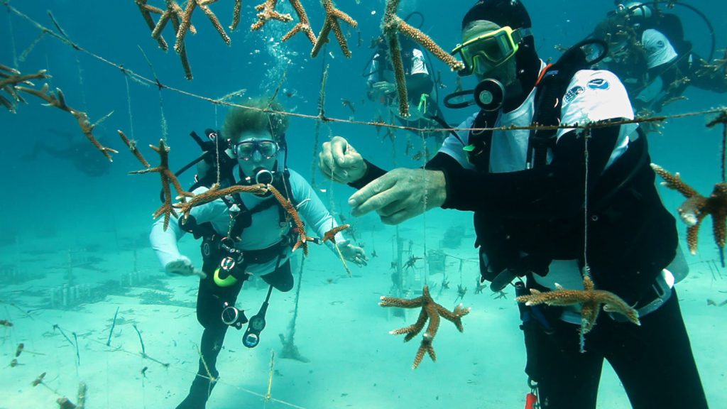 Restoration organizations operate coral nurseries with FKNMS permits. Photo: NOAA