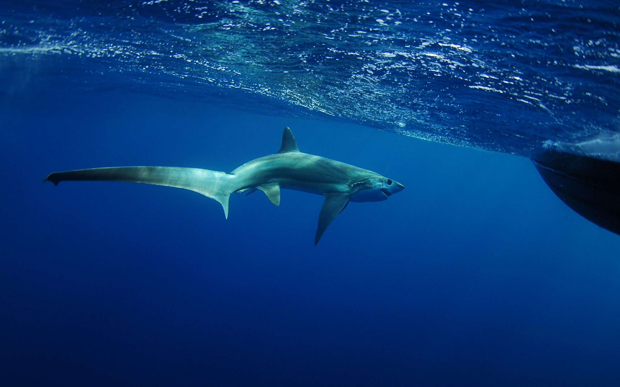 A thresher shark swimming near the surface next to a boat, a favorite sighting while scuba diving in Indonesia in October