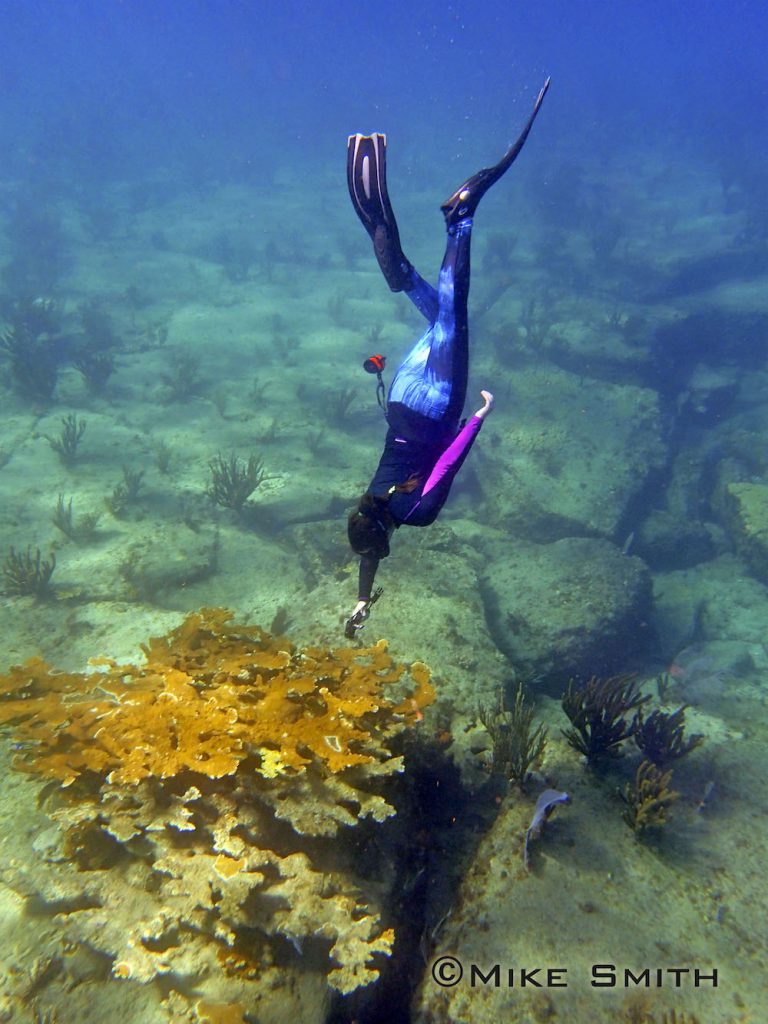 A Shark Team One diver gathers coral disease data on a critically endangered head of Elkhorn coral within the Hope Spot Photo: © Mike Smith, Shark Team One